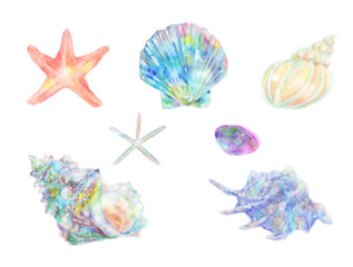 カラフルな貝殻とヒトデ