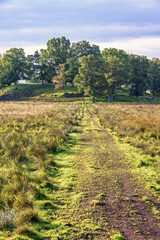 Footpath on a heath to a grove of trees on a hill