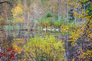 Forest lake with Whooper swans in the water and autumn colours on the trees