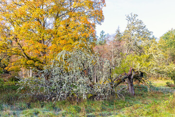 Lichen covered tree in a grove of trees in autumn colors