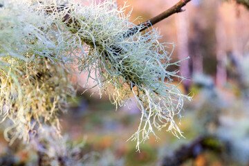 Close up at usnea lichens on a tree branch