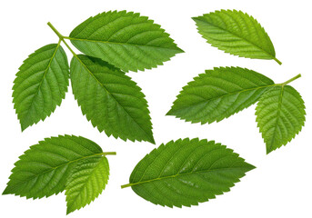 Collection of vibrant green leaves showcasing various shapes and sizes, ideal for nature backgrounds