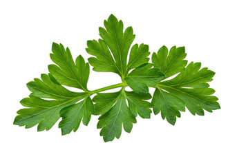 Fototapeta premium Fresh green parsley leaves isolated on a white background, ideal for culinary use