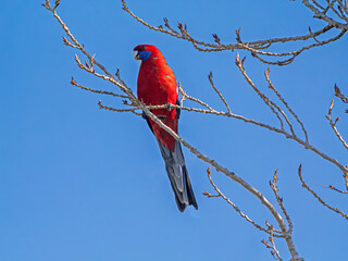 Crimson Rosella Feeding On Young Shoots