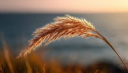 A single, tall grass seed head with its stem bent by the wind stands in front of an out-of-focus sea at sunset. The background is blurred and indistinct due to a shallow depth of.