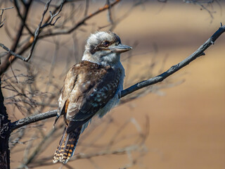 Plump Young Kookaburra On Angled Branch