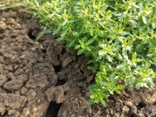 Parthenium weed (Parthenium hysterophorus) in outdoor garden 