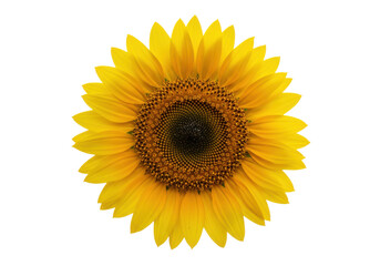 Fototapeta premium Bright sunflower in full bloom against a clear background, showcasing nature's beauty
