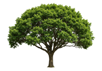 Lush Green Tree with Full Canopy Surrounded by Clear Blue Sky and Nature