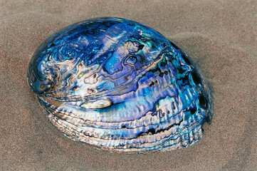 Pearl zed shell on beach sand