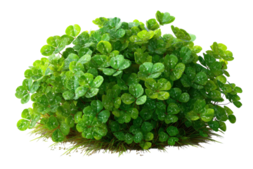 Verdant Clover Patch Luck Nature and Greenery Lush Four Leaf Clovers Against a Black Background