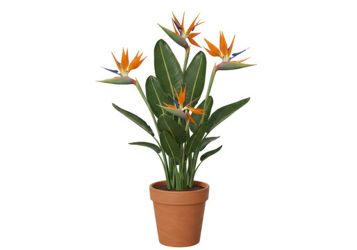 Vibrant potted bird of paradise plant with lush green leaves and striking orange flowers