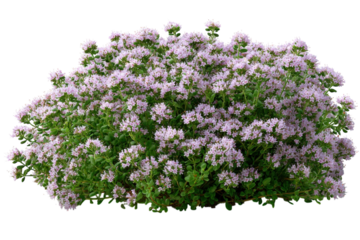 Blooming beauty Thyme flowers in full bloom pink blossoms garden herbs culinary herbs nature s