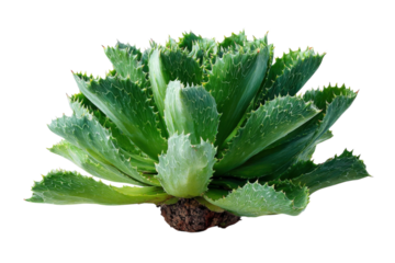 Bold Green Agave Plant Portrait Sharp Leaf Edges Desert Flora Detailed Veins Isolated on Black