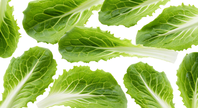 Fresh green lettuce leaves pattern isolated on a black background with vibrant textures visible