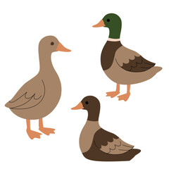 Flat illustration of three ducks in various shades of brown and green, shown in different poses. Simple cartoon style, perfect for farm-themed projects, childrens books, and educational materials