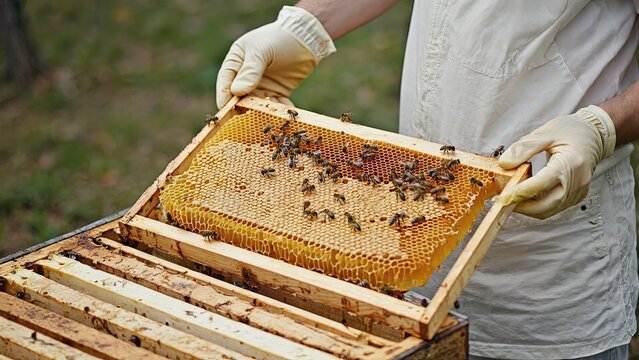 Beekeeper checking honeycomb