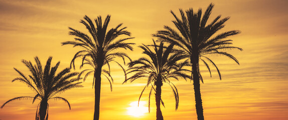 Seascape in the early morning during a beautiful orange sunrise. Palm trees on the beach. San Juan beach, Alicante, Spain