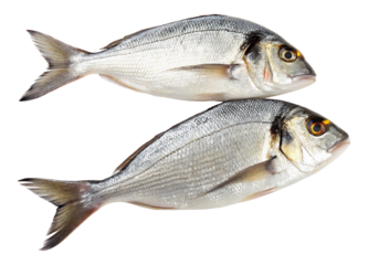 Two fresh whole fish displayed horizontally against a plain white backdrop showcasing shiny scales