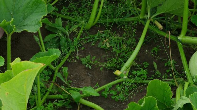 Close-up of unrecognizable male farmer harvesting big yellow organic pumpkin. A man cuts a pumpkin from a bush with a knife. Gardening, agriculture and horticulture.