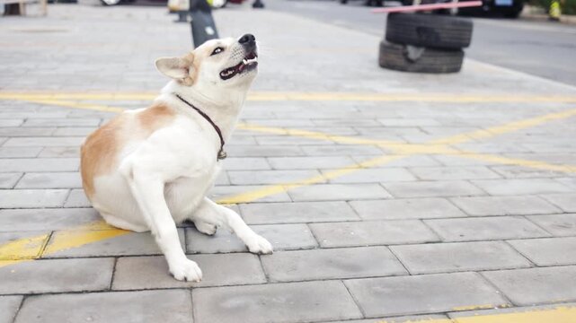 Homeless stray dog itches on the pavement on a warm day in the sun, a bell hangs on the animal's neck in the city on the street