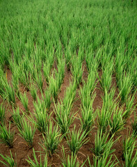 young rice plants, seen growing well even though the soil used is lacking water