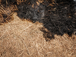 dry rice stalks that look burnt due to being burned, this burning is done as natural fertilizer for the next rice planting