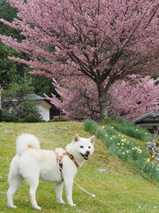 満開の桜と白い犬