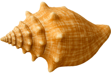 A conch shell, placed upside down, reveals its remarkable external structure: spirals twisting down to a pointed tip, and graceful, natural notches.