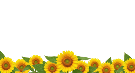 Bright yellow sunflowers with green leaves in sharp focus at the bottom edge, with blurred bokeh background sunflowers against a transparent backdrop with copy space, capturing fresh summer vibrancy