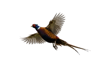 Magnificent pheasant soaring with vibrant plumage and open wings against a dark backdrop