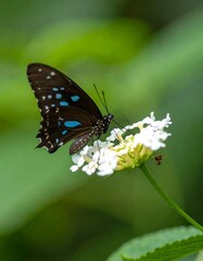 Fototapeta premium A butterfly on a flower