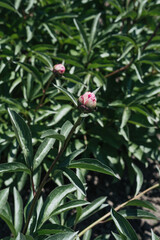 Peony buds emerging in a sunny garden during late spring