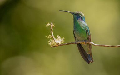 Berg-Veilchenohrkolibri,  Zwergveilchenohrkolibri (Colibri cyanotus)