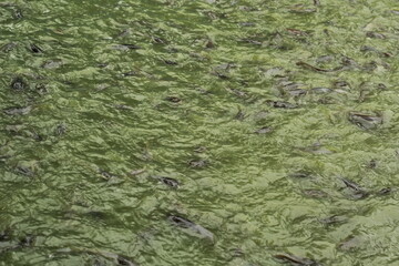fish on pond
