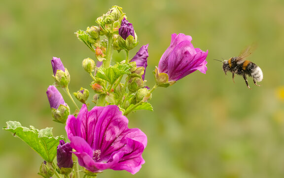 Biene (apis)im Anflug auf eine Malvenbl&uuml;te (Malva)
