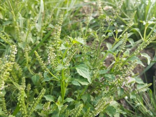 Musk basil plant (Basilicum polystachyon) in outdoor garden, Close up view 