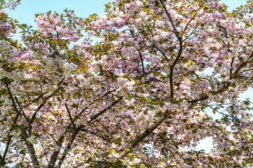 Japanese cherry, Prunus serrulata blossoming in the World Forest, Weltwald in Freising near Munich, Germany.