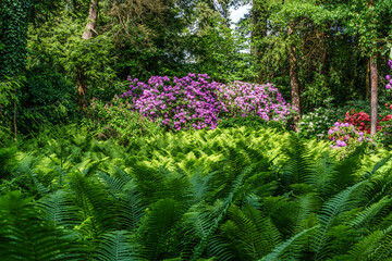 Obraz premium The Botanical Garden of Munich in Germany with garden pathes and topiary boxwood bushes on green meadows