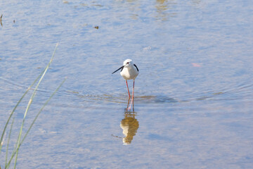 Black winged stilt wading in shallow water with reflection