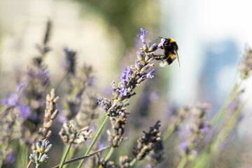 Bumblebee collecting nectar from lavender flower in garden with blurred natural background