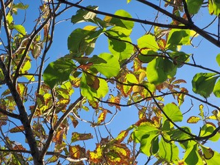 Teak trees with leaves start to dry with a blue sky background in summer.