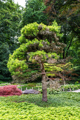 Obraz premium The Japanese garden in the Botanical garden in Augsburg, Germany. Lovely view on small waterfalls in japanese garden