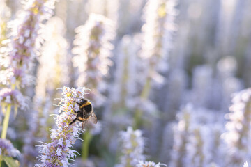 Close-up of bumblebee collecting nectar on mint flower in sunlit summer herb garden