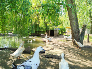 Ducks enjoying a sunny day near the water