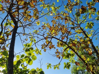 Teak trees with leaves start to dry with a blue sky background in summer.