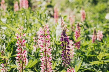 Colorful lupin flowers blooming in a vibrant garden during springtime
