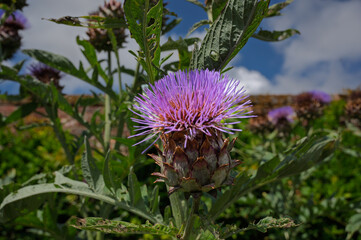 Globe artichoke flower