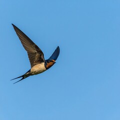 Obraz premium A swallow in flight against a clear sky