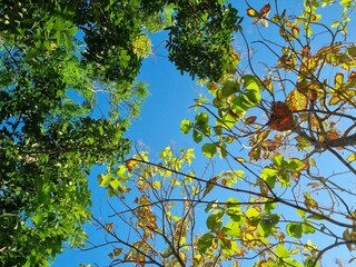 Teak trees with leaves start to dry with a blue sky background in summer.